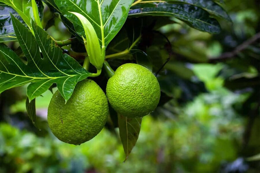 Zanzibar: Spice Farm Tour with Lunch & Tropical Fruits - Tropical fruits, then the traditional lunch you actually care about