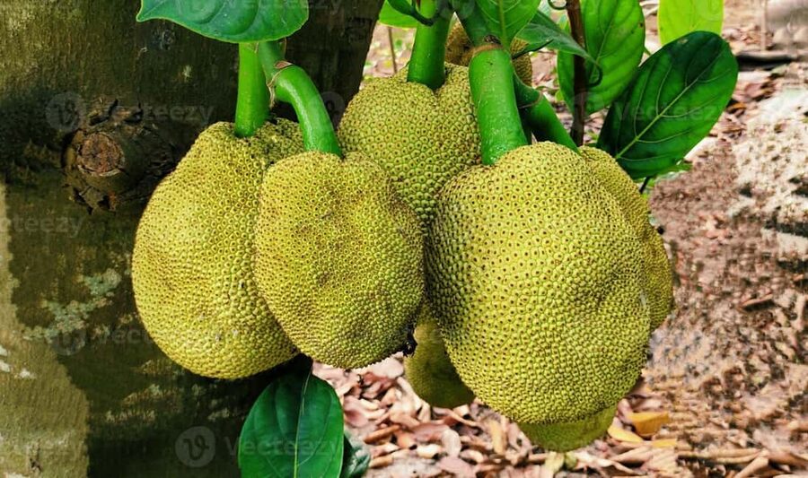 Zanzibar: Spice Farm Tour with Lunch & Tropical Fruits - The spice shop stop, and how to buy without wasting money