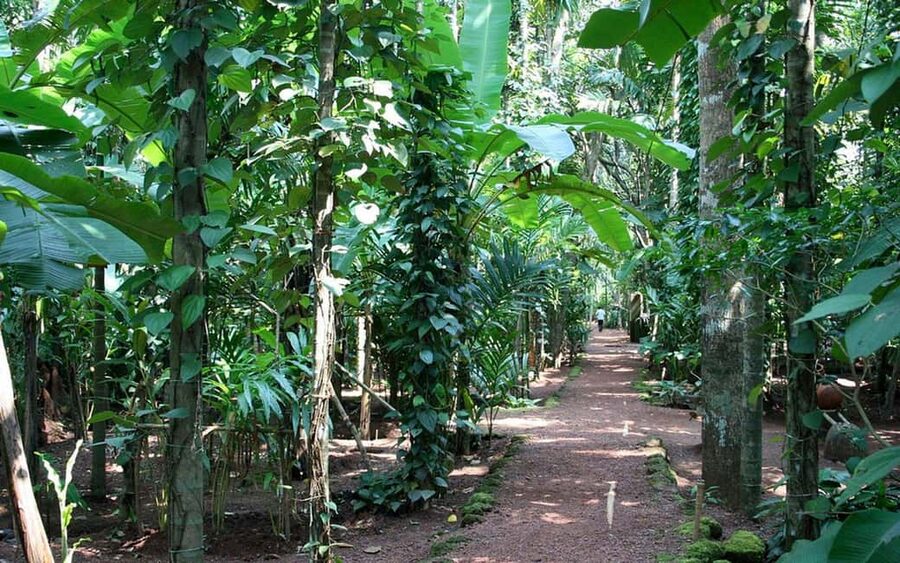 Zanzibar: Spice Farm Tour with Lunch & Tropical Fruits - Who this tour fits best (and who should skip it)