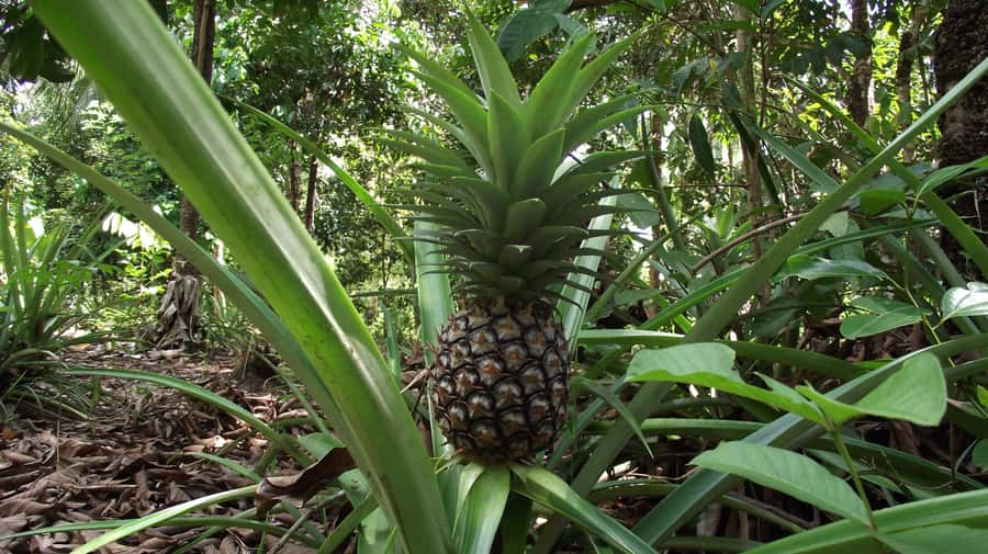 Zanzibar: Spice Farm Tour with Traditional Cooking Lesson - Should You Book This Zanzibar Spice Farm Tour?