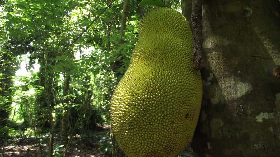 Zanzibar: Spice Farm Tour with Traditional Cooking Lesson - Getting Started at 9:00AM: Old Fort Meeting Point and Pickup