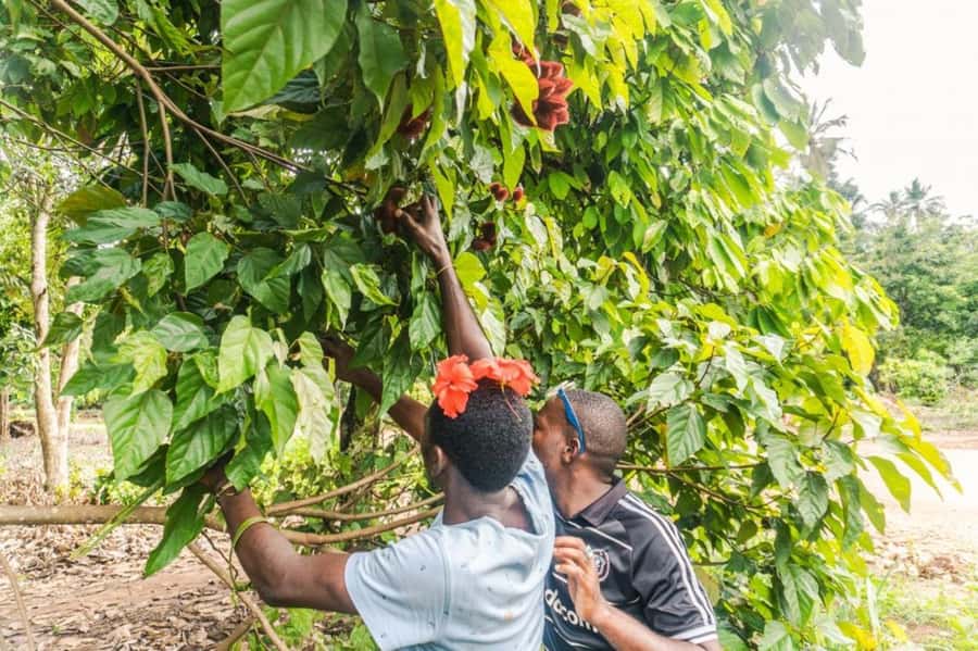 Zanzibar: Spice farm tour with Zanzibar fruits tasting - Key takeaways
