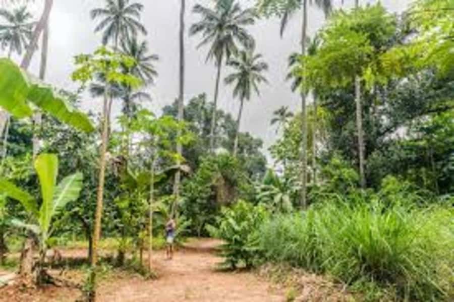 Zanzibar: Spice farm tour with Zanzibar fruits tasting - Meeting at People’s Palace Museum, Then Village Footsteps