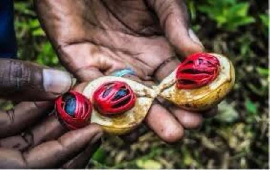 Zanzibar: Spice Tour & Stone Town Walking Tour - Two Stops, One Private Day: Zanzibar’s Spice and Stone Town Plan