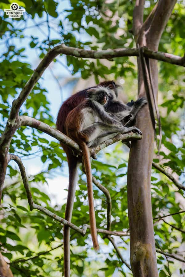 Zanzibar: Stone Town, History and Jozani Forest Guided Tour - Guide impact: names you might hear, and why it matters