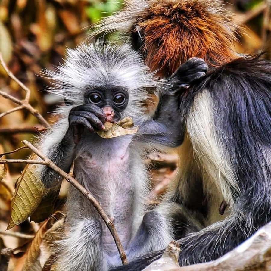 Zanzibar: Stone town Insights & Jozani forest Exploration - Key Points To Expect On This Zanzibar Day