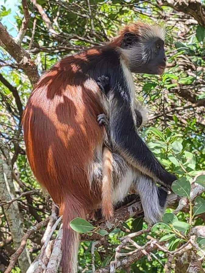 Zanzibar: Stone town Insights & Jozani forest Exploration - How the 6-Hour Timing Fits a Zanzibar Visit