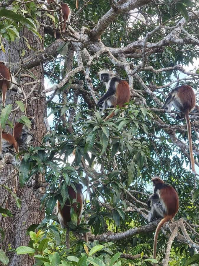 Zanzibar: Stone town Insights & Jozani forest Exploration - Guide Quality Makes or Breaks This Kind of Day