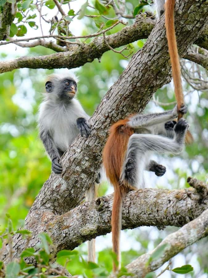 Zanzibar: Stone town Insights & Jozani forest Exploration - Price and Value: What You Pay for at $100 Per Person