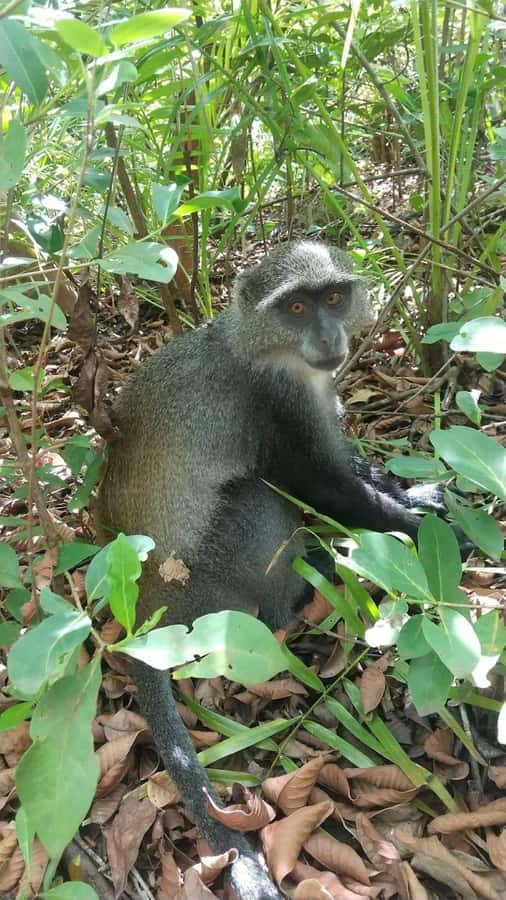 Zanzibar: Stone town Insights & Jozani forest Exploration - Should You Book This Zanzibar Forest and Stone Town Tour?