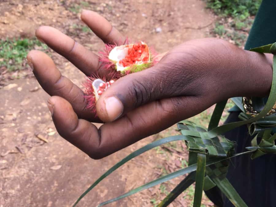 Zanzibar:Stone Town & Spice Farm Private Tour Lunch Included - Price and value check: is $46 a good deal?