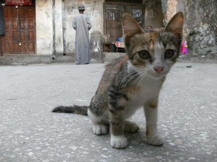 Zanzibar: Stone Town & Spice Farm Tour with Lunch - Who this tour is best for