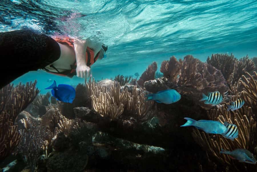 Zanzibar : Swim with dolphin + Snorkel mnemba coral Reef - Mnemba Island Area Rules, No Touching, Just Looking