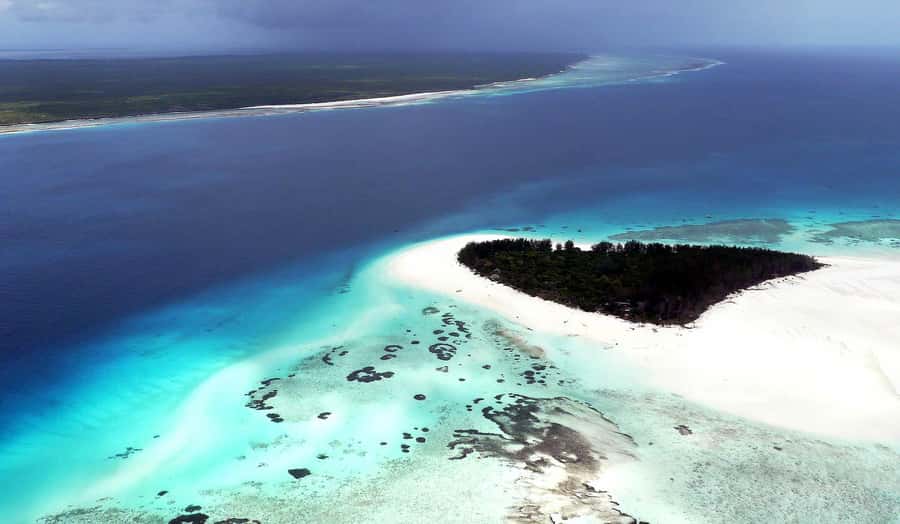 Zanzibar : Swim with dolphin + Snorkel mnemba coral Reef - Snacks and Relaxation on the Return