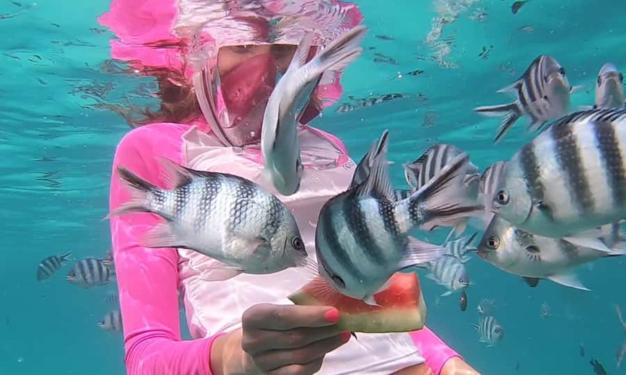 Zanzibar : Swim with dolphin + Snorkel mnemba coral Reef - The 08:15 Boat Ride, and Why the Timing Matters
