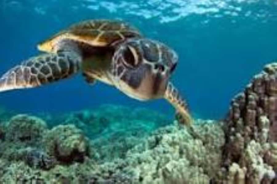 Zanzibar: Swim with Sea Turtles at Baraka or Salaam Aquarium - What you actually do at Baraka or Salaam Aquarium