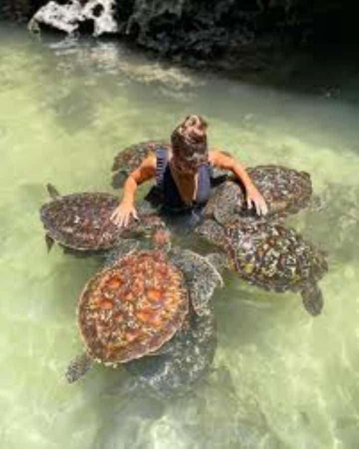 Zanzibar: Swim with Sea Turtles at Baraka or Salaam Aquarium - The lagoon time: how long you’re in the water