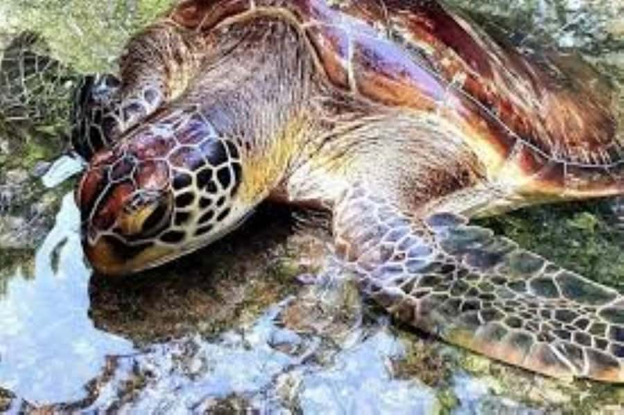 Zanzibar: Swim with Sea Turtles at Baraka or Salaam Aquarium - Touch and feed: cool, but follow the rules