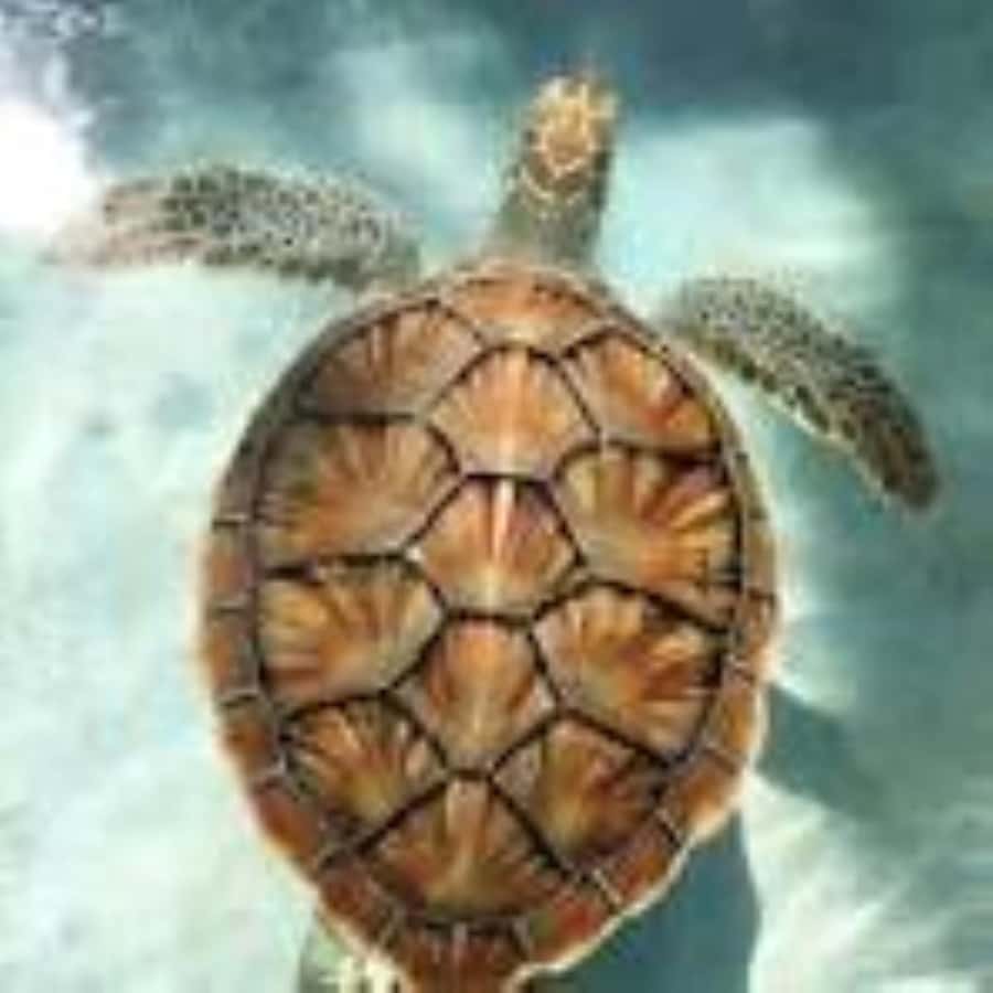Zanzibar: Swim with Sea Turtles at Baraka or Salaam Aquarium - The ride to the aquarium: small stories, mostly straightforward logistics