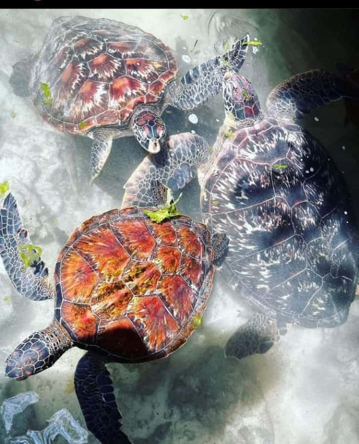 Zanzibar: Swim with turtles at Nungwi - Key highlights you will actually care about