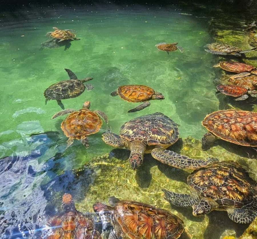 Zanzibar: Swim with turtles at Nungwi - Nungwi vs Kizimkazi: how your hotel location decides your aquarium