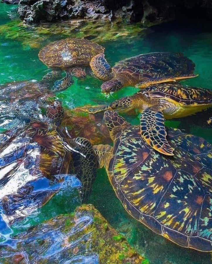 Zanzibar: Swim with turtles at Nungwi - Turtle swimming in an aquarium setting: touching, feeding, and photos