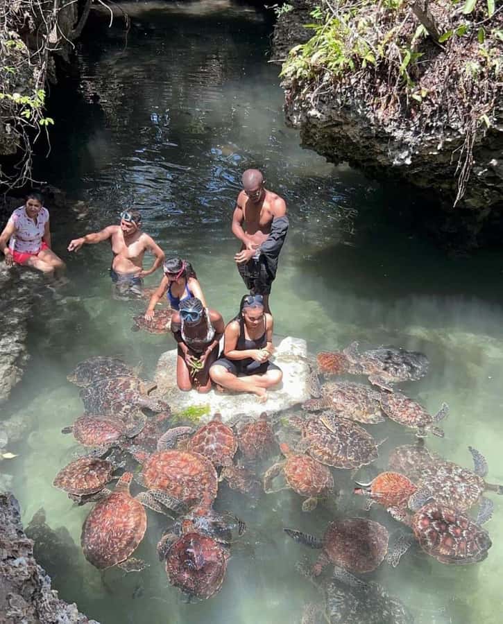 Zanzibar: Swim with turtles at Nungwi - Why the driver and your private group change the experience