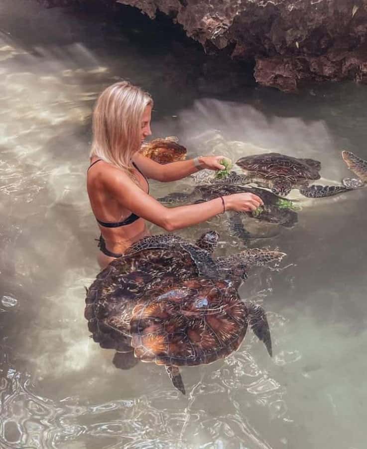 Zanzibar: Swim with turtles at Nungwi - Price and value: is $75 for this 2-hour turtle swim worth it?