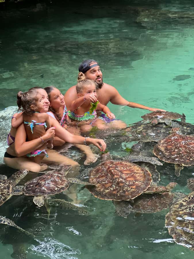 Zanzibar: Swim with Turtles Sanctuary Tour - Feeding sea turtles: fun, but follow the rules