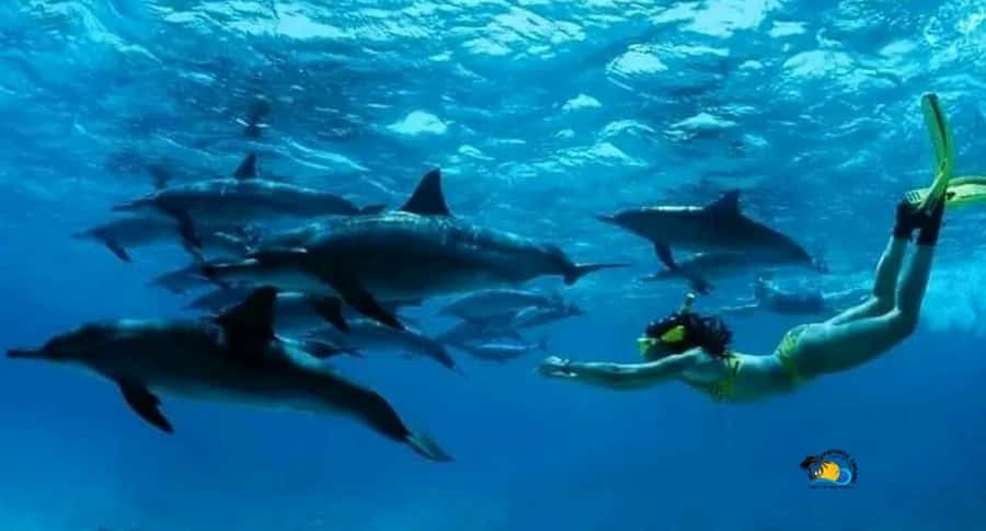Zanzibar: Swimming & Snorkeling at Mnemba Atoll with Fruits - Mnemba Atoll snorkeling, from boat ride to beach break