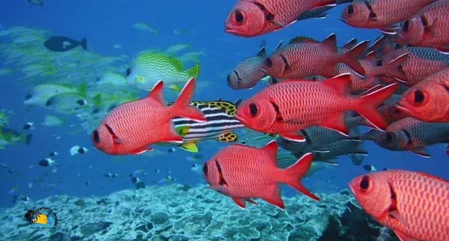 Zanzibar: Swimming & Snorkeling at Mnemba Atoll with Fruits - Dolphins in their habitat, and the real issue of boat traffic