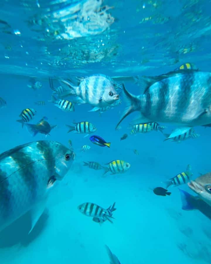 Zanzibar Swimming with Dolphins and snorkeling - Key Highlights Worth Booking for