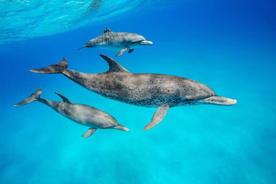 Zanzibar Swimming with Dolphins and snorkeling - Snorkeling at the Reef: Fish You’ll Want to Look For