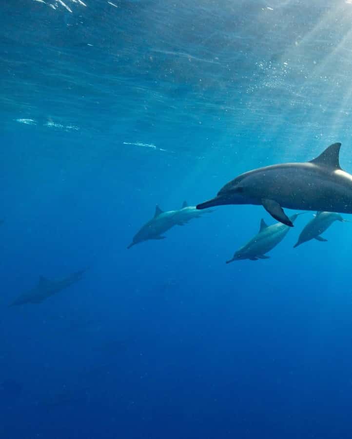 Zanzibar Swimming with Dolphins and snorkeling - How the Boat Trip Feels in Real Life