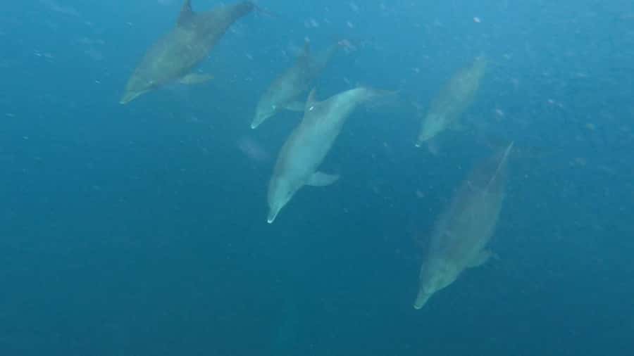 Zanzibar Swimming with Dolphins and snorkeling - Pickup and Drop-Off: One Reason This Tour Is Easy