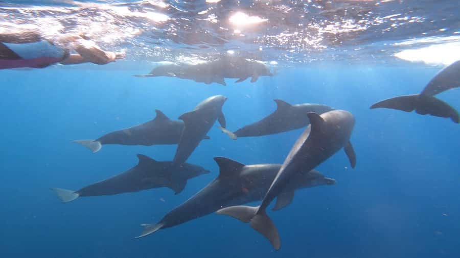Zanzibar Swimming with Dolphins and snorkeling - Included Items That Actually Save You Hassle