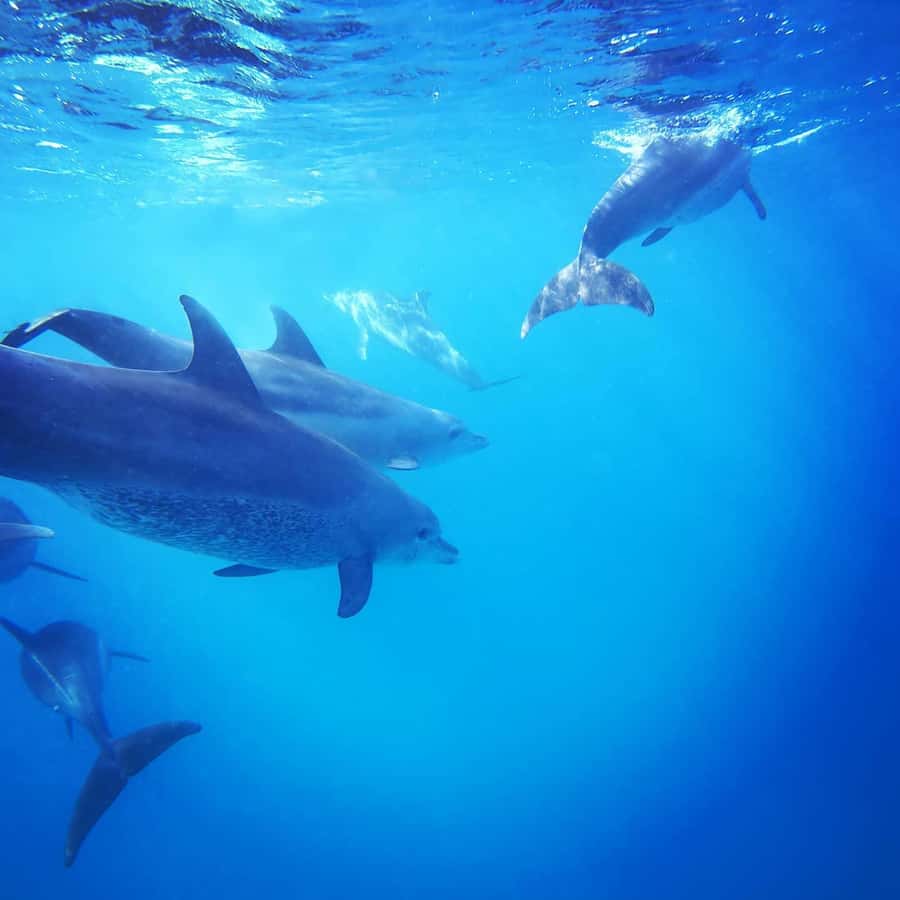 Zanzibar Swimming with Dolphins and snorkeling - Price and Value: Is $72 Worth It?
