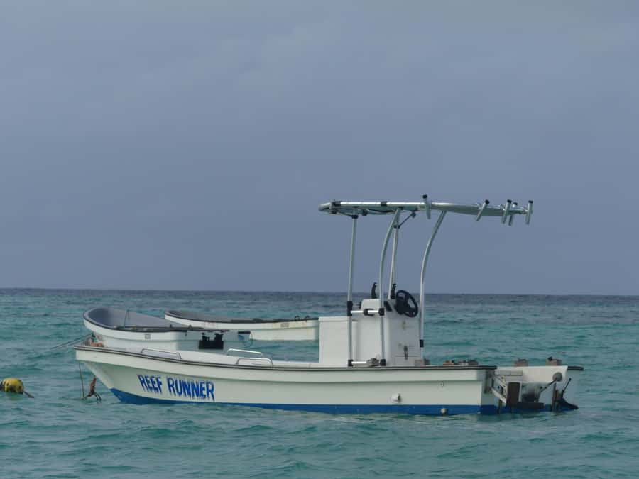 Zanzibar: Swimming with Dolphins and Snorkeling Private Tour - Key highlights from this Zanzibar dolphin and snorkeling tour