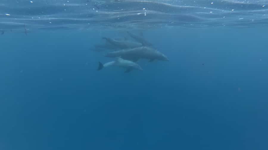 Zanzibar: Swimming with Dolphins and Snorkeling Private Tour - How the 3-hour plan runs from your Unguja hotel