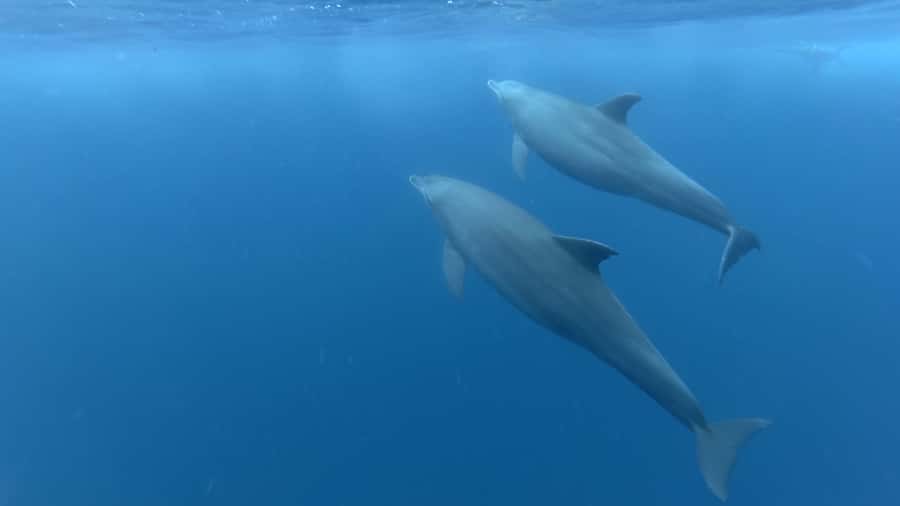 Zanzibar: Swimming with Dolphins and Snorkeling Private Tour - Snorkeling over coral and fish, with time that actually lasts