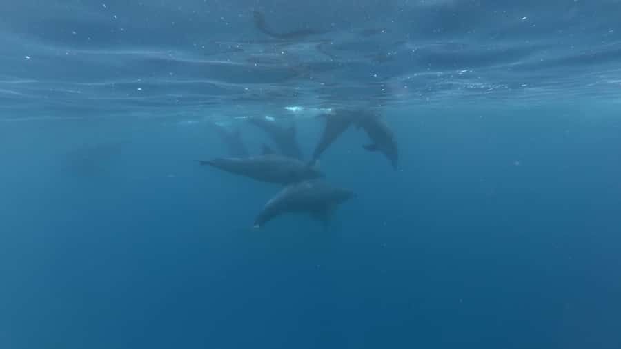 Zanzibar: Swimming with Dolphins and Snorkeling Private Tour - Dolphin spotting that feels natural, not forced