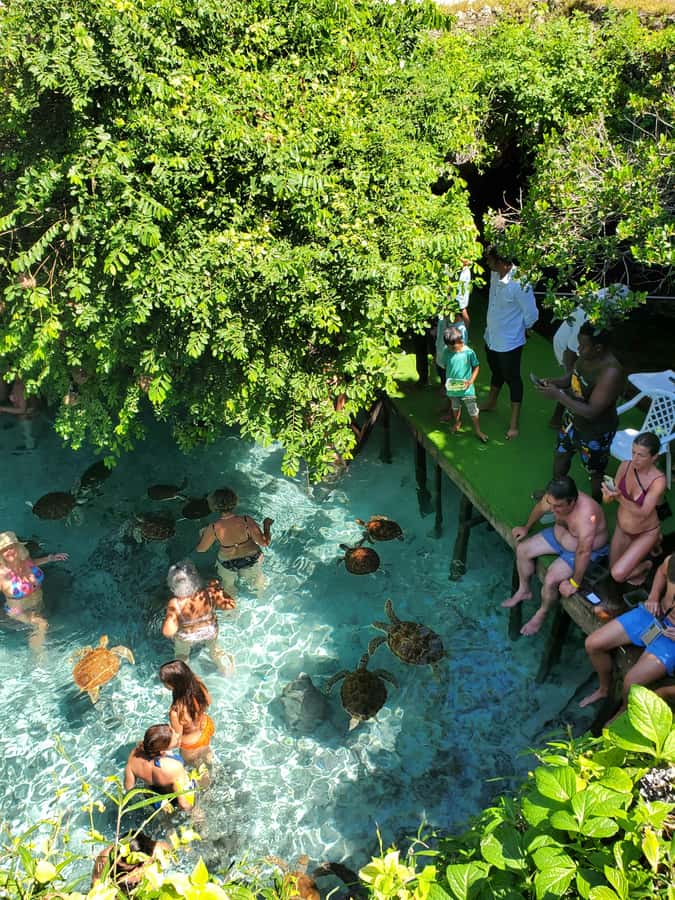 Zanzibar: Swimming with Sea turtles at Salaam cave - What you learn about conservation and rehabilitation