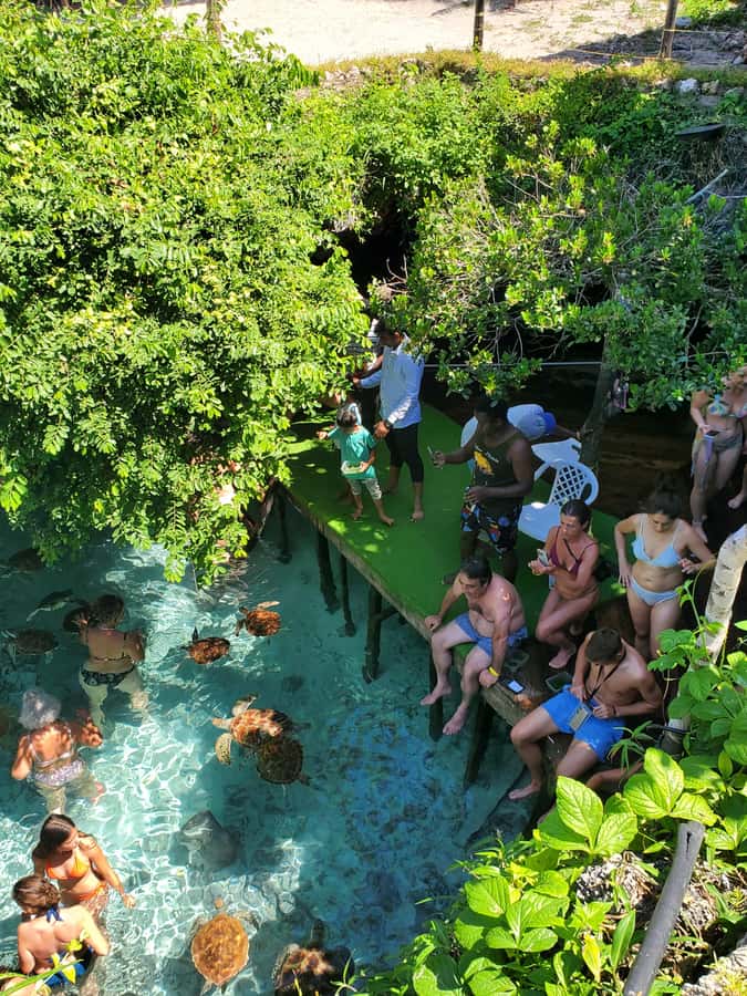 Zanzibar: Swimming with Sea turtles at Salaam cave - Timing and duration: a realistic half-day plan