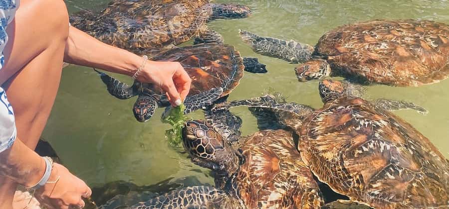 Zanzibar: Swimming with Sea turtles at Salaam cave - What to bring (and what not to do) for the cave swim