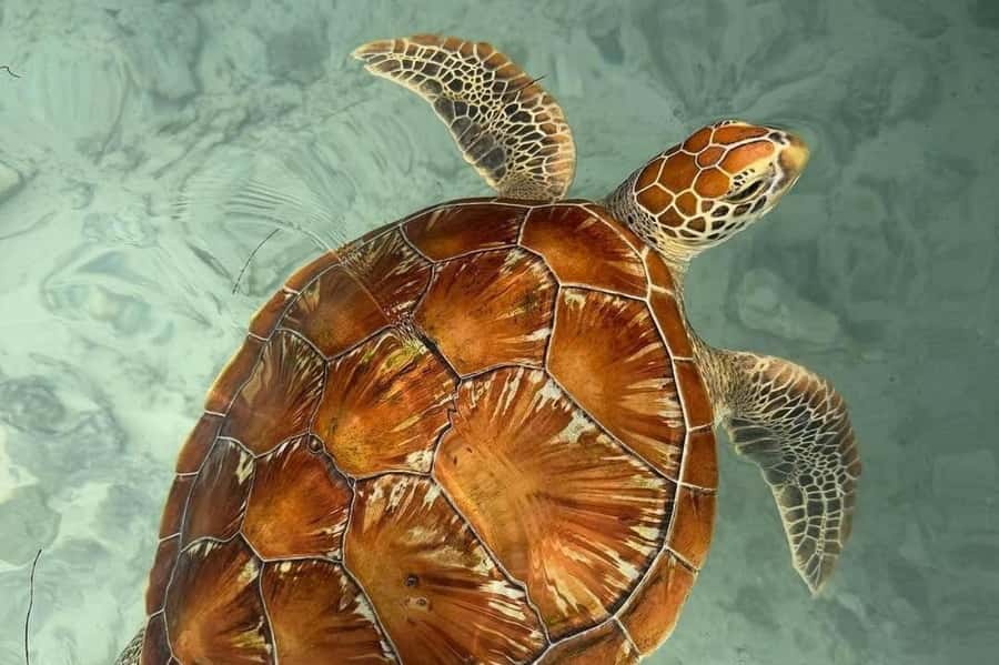 Zanzibar: Swimming with Sea turtles at Salaam cave - Getting to Kizimkazi: transfer time you should plan for
