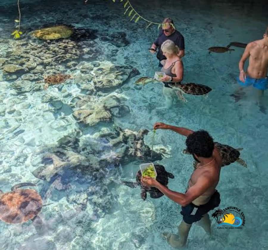 Zanzibar: Swimming with Turtles at Salaam Cave Aquarium - Key Highlights You Should Care About