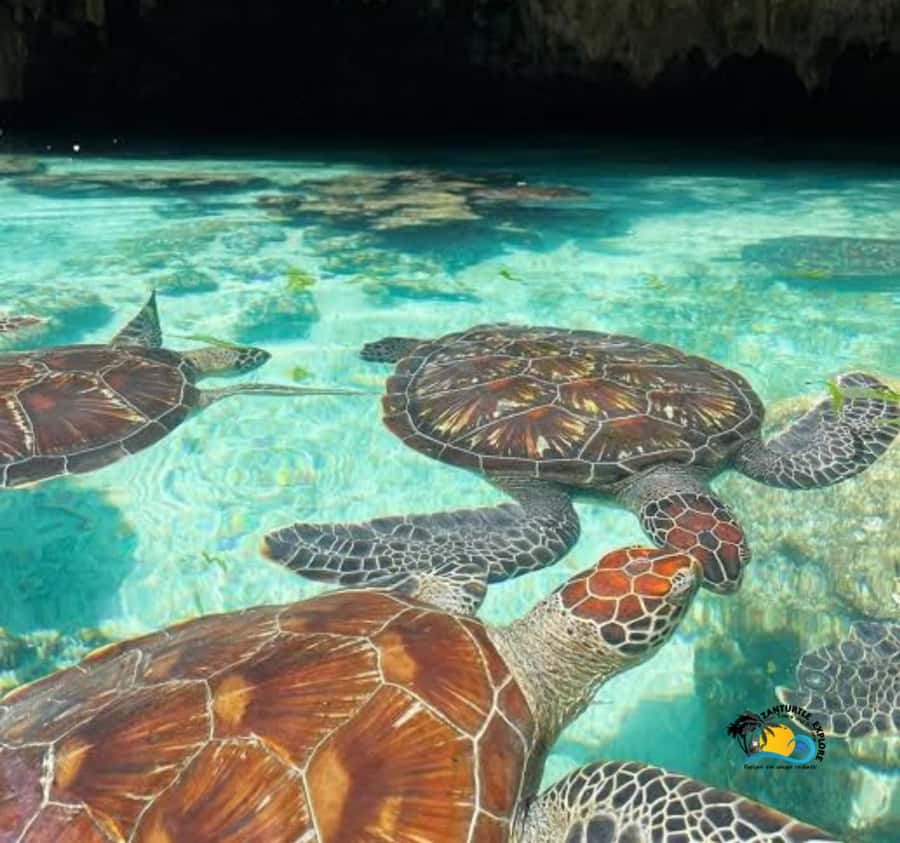 Zanzibar: Swimming with Turtles at Salaam Cave Aquarium - Getting There: Pickup Coverage and 4-Hour Timing