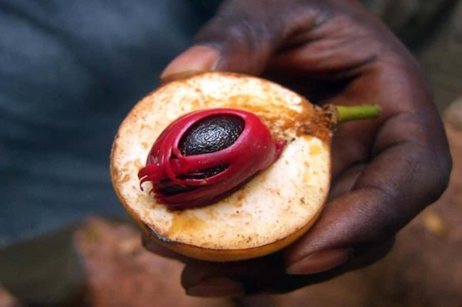 Zanzibar: Walking Spice Farm with Local Cooking Class - From spices to Swahili food, what the cooking session really looks like
