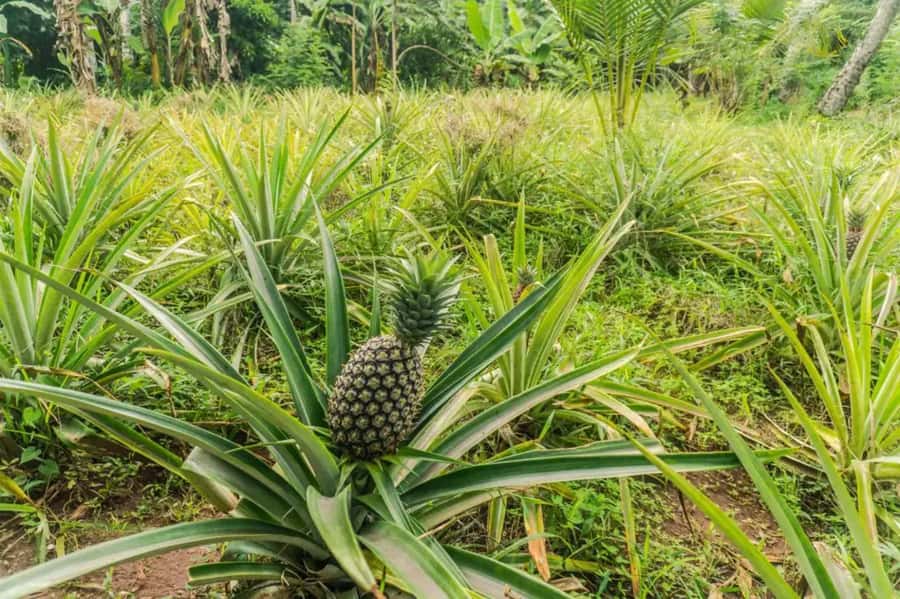 Zanzibar: Walking Spice Tours with Guide - Tangawizi Spice Farm, walk time, and what the route feels like